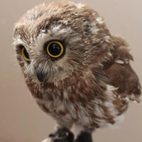 Светлана С.