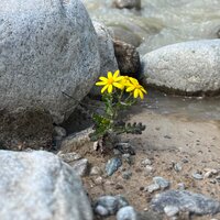 Оксана Никишина