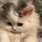 Анастасия Корытова