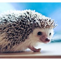 Светлана Т.