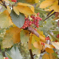 Александр Зверев