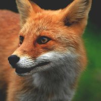 Анастасия Любская