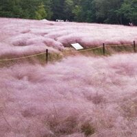 Соня Леденева