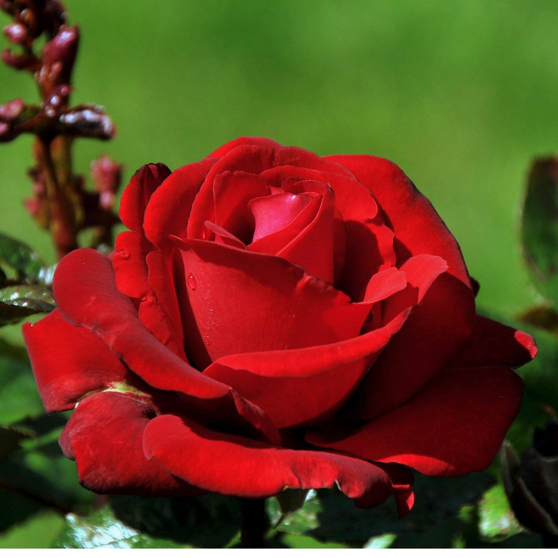 Олеся Игнатьева Династия - 16 yorum, 1.378.087 görüntüleme, 17 beğeni - Yan...