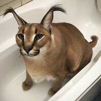 Светлана К.