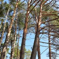 Ксения Горбунова