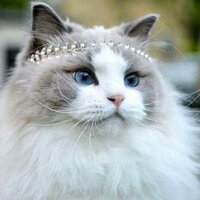 Николай Ченский