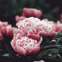 Екатерина Иванова