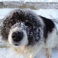 Шевелева Юлия