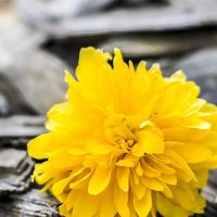 Ольга Сидорович