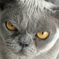 Роман Дмитриевич