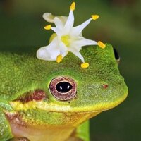 Мария-Николя