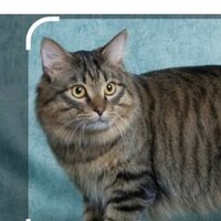 Виктор Ходорченко