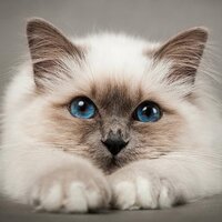 Ангелина Яценко