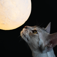 Светлана Пароньян