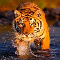 Алена Любимова