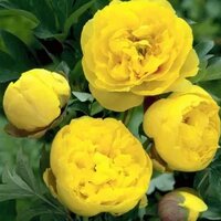 НИНА ПЕТРОВНА