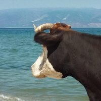 Елена Мордвина