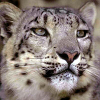 Игорь Кузнецов