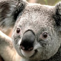 Ольга Трушкова