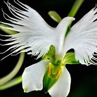 Людмила Орлова