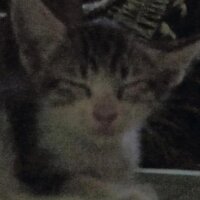 Соня Окладникова