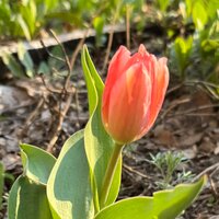 нурия тинчурина