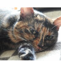 Олег Татаренков