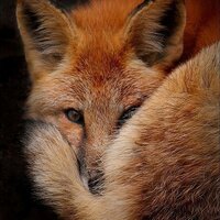 Алина Межуле