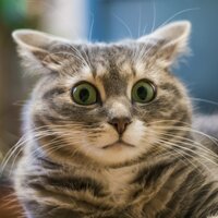 Евгения Старикова