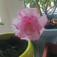 Колесников Дмитрий