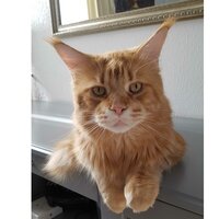 Юлия Шайдурова