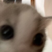 Лиза Пузанкова