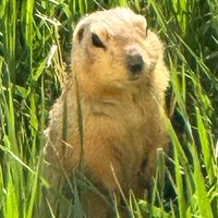 Дарья Синегубова