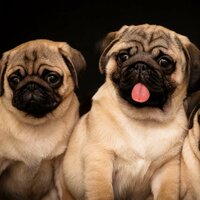 Мария Belozerova