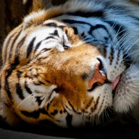 Екатерина Крайнова