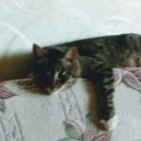 Светлана В.