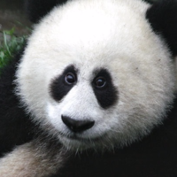 Павел Сапегин