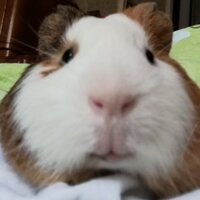 Ангелина К.