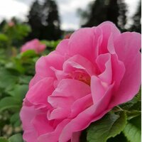 Анна Петрова