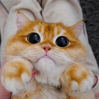 Анастасия Балаганская