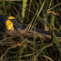 Дмитрий лежепёков