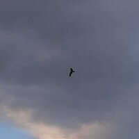 Кучеренко Д.