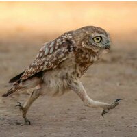 Никита Шереметьев