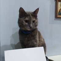 Шаповалова Наталия