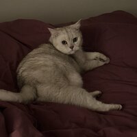 Лиза Абрамова