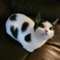 Янина Андреевна