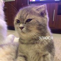 Лилия