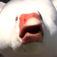 Станислав Борисов