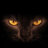 Владимир Владимирович